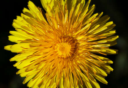 Dandelion flower, close-up
