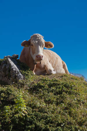 Cow on a mountain pastureの写真素材