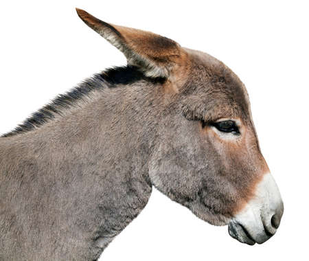 Donkey isolated on white backgroundの写真素材