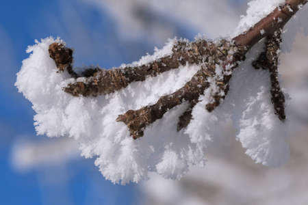 Tree branch covered with frostの写真素材