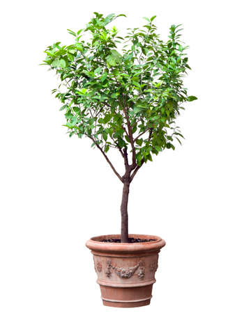Tree in a pot isolatedの写真素材