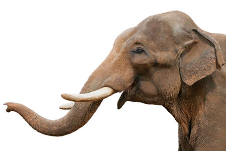 Head of an elephant, isolated