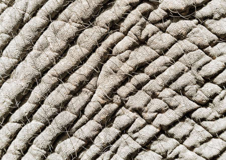 Elephant skin, close-upの写真素材
