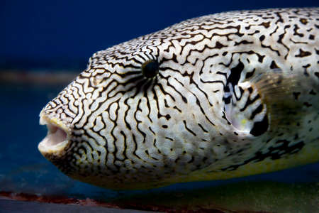 Exotic fish in aquarium