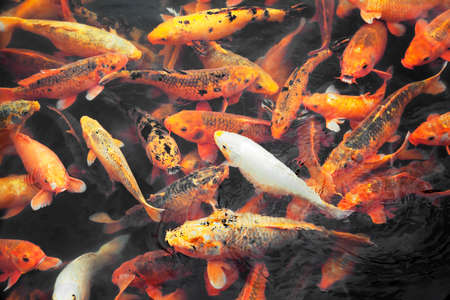 Many koi fish in a pondの写真素材