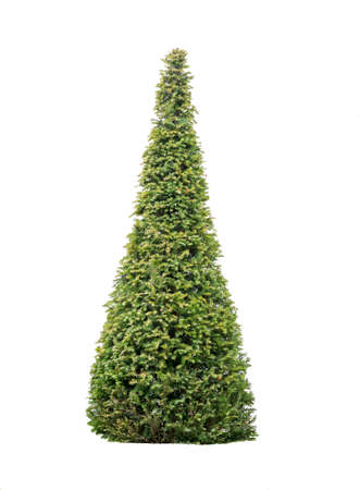 Cypress tree, isolated