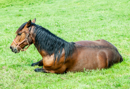 Horse lying in the grassの写真素材