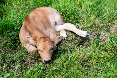 Cow calf lying in the grassの写真素材