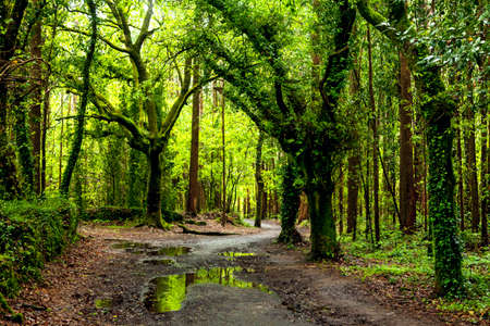Dirt road through dark forest
