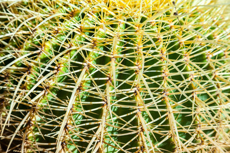Cactus, view direct from above, close up