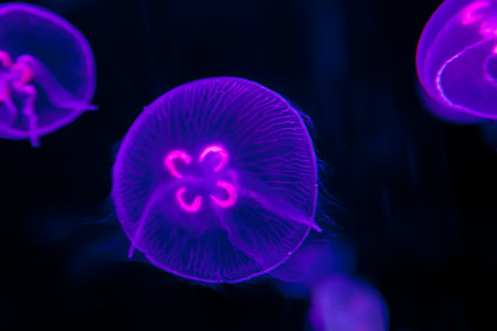 Close up of a white jellyfish over black backgroundの写真素材