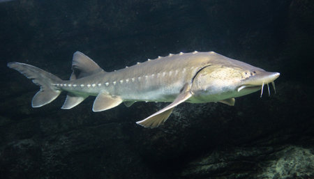 A sturgeon glides gracefully through clear waters at dusk, showcasing its form and intricate fins in...