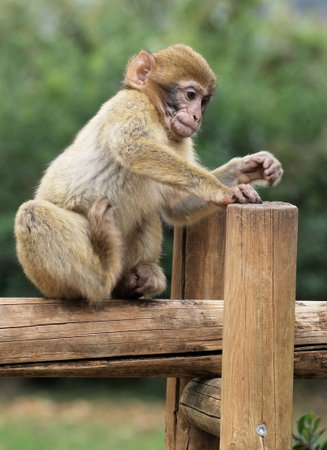 Barbary macaque sits calmly on a wooden rail, enjoying the peaceful surroundings of Monkey Forest park in France.の写真素材