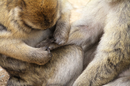 Two Barbary macaques are grooming each other in Monkey Forest park in France, showcasing their social interaction.の写真素材