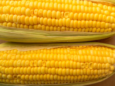 Ear of corn with husk. Isolated on brown.の写真素材