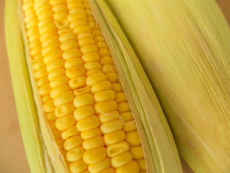 Ear of corn with husk. Isolated on brown.の写真素材