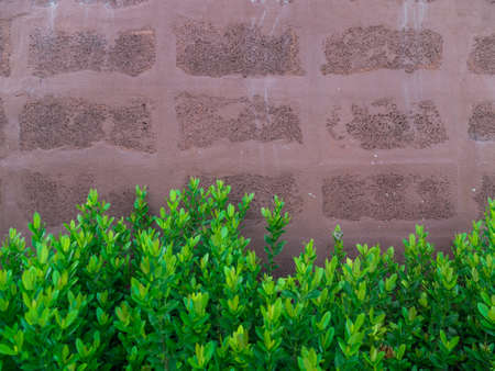 Wall and plantの写真素材
