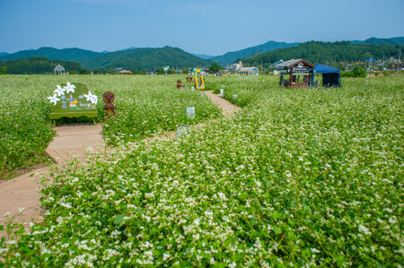 Buckwheat field in south korea,Buckwheat fieldの写真素材