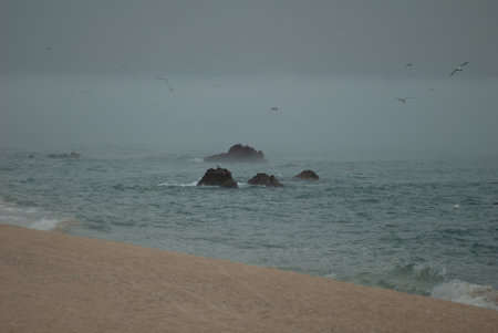 Seagulls flying over rocks on the beach in the fogの写真素材