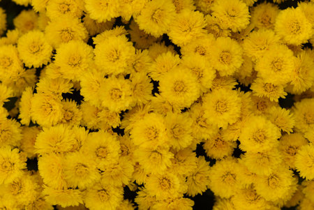 Beautiful yellow chrysanthemum flowers as a background.の写真素材