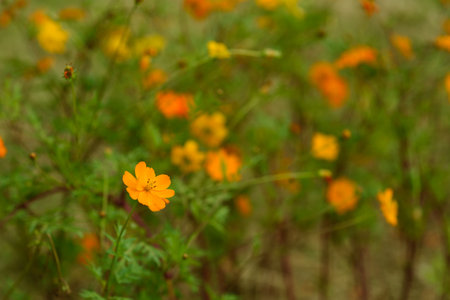 Orange cosmos flowers in the garden. Selective focus with shallow depth of field.の写真素材