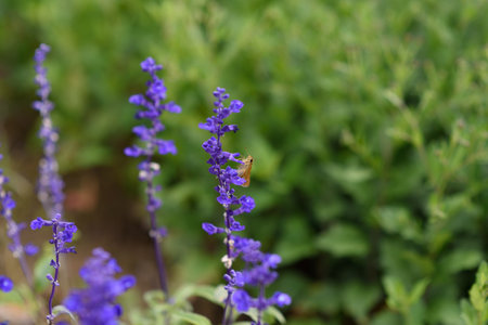 Purple salvia flowers and butterflies in the garden, selective focusの写真素材