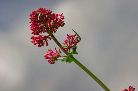 Red spring flowerの写真素材