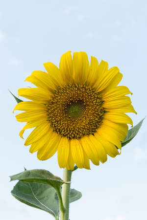 Sunflowerの写真素材