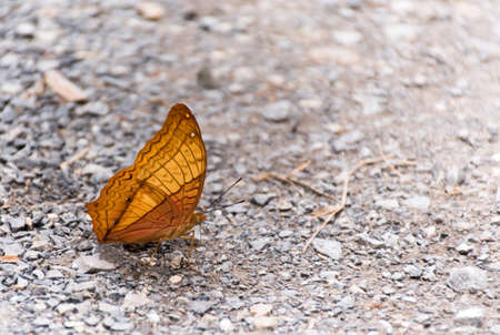 Yellow Butterflyの写真素材