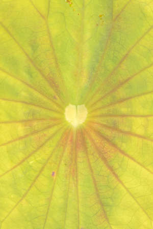 Lotus Leafの写真素材