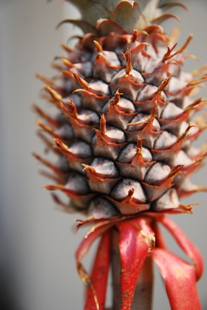 Pineappleの写真素材