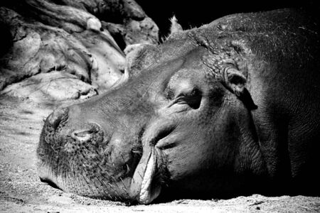 Hippoの写真素材