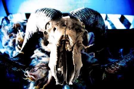 Skullの写真素材