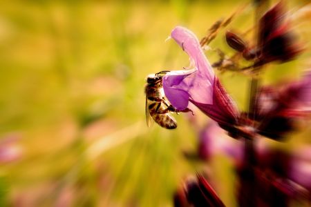 A beeの写真素材