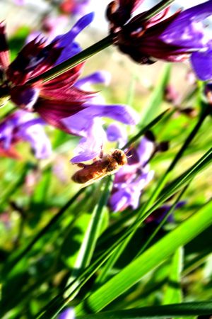 The bee