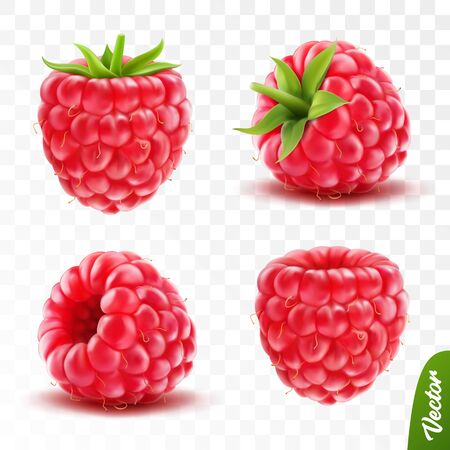 realistic transparent isolated vector set, whole and slice of raspberry with green tailのイラスト素材