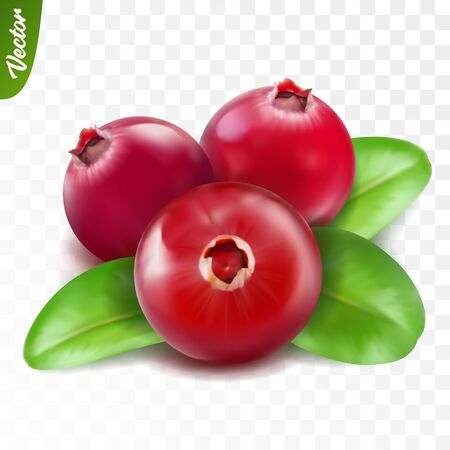 3d realistic isolated vector three cranberry with leaf, editable handmadeのイラスト素材