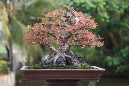 Banyan or ficus bonsai tree .の写真素材