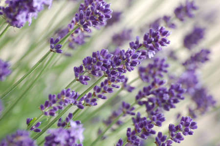 Purple flowers.の写真素材