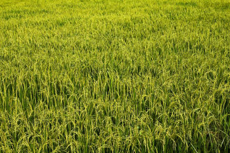 Rice farm. の写真素材