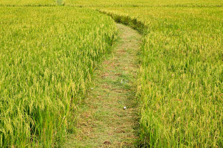 Rice farm. の写真素材