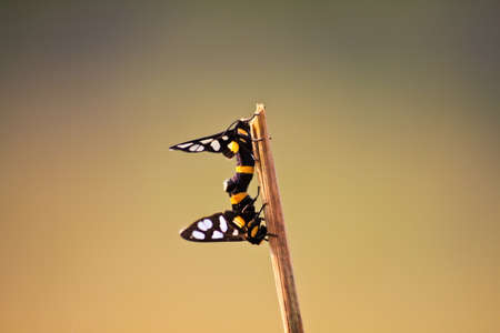 Small butterfly are breeding.