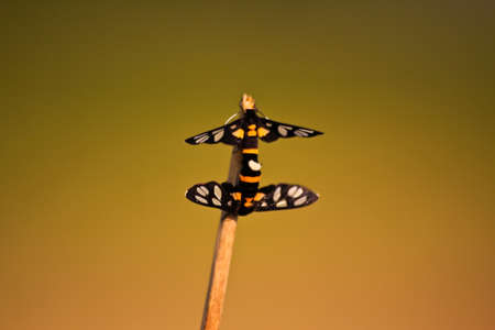 Small butterfly are breeding.