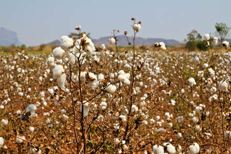 Cotton farmsの写真素材
