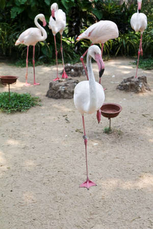 Flamingosの写真素材