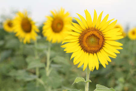 Beautiful sunflowerの写真素材