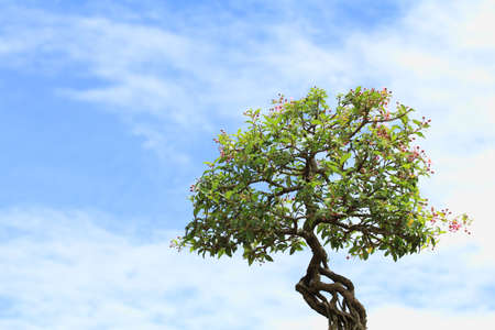 Bonsai Tree,Bonsai in Thailandの写真素材