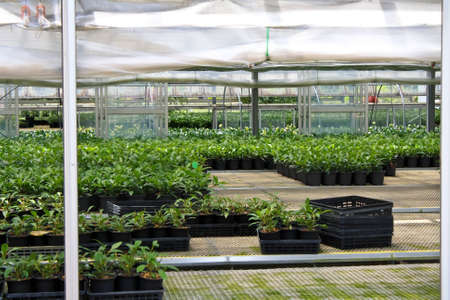 Plants in the greenhouse.のeditorial素材