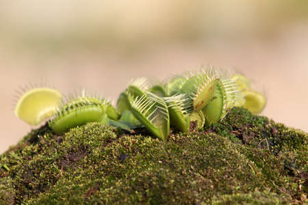 Green Dionaea muscipula の写真素材