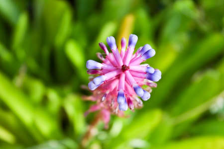 Wild flower eight pointsの写真素材